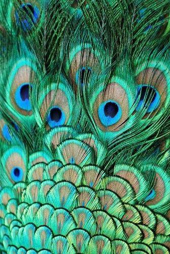 Reference, peacock feathers
