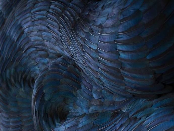 Reference, dark iridescent feathers